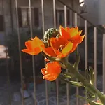 Bed and breakfast Antica Sosta Dei Viandanti